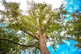 How Our Tree Care Process Works  in  Oakland, SC