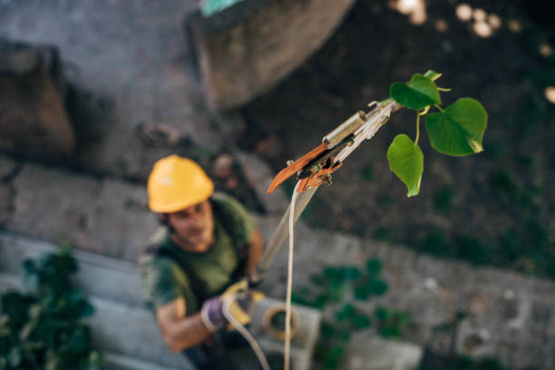 Best Storm Damage Tree Cleanup  in Oakland, SC