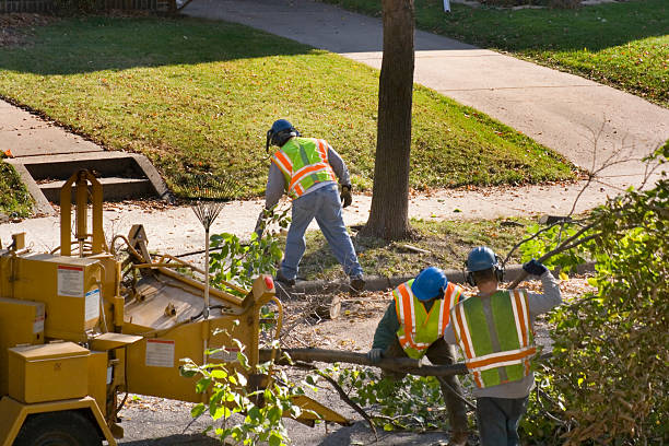 Tree and Shrub Care in Oakland, SC